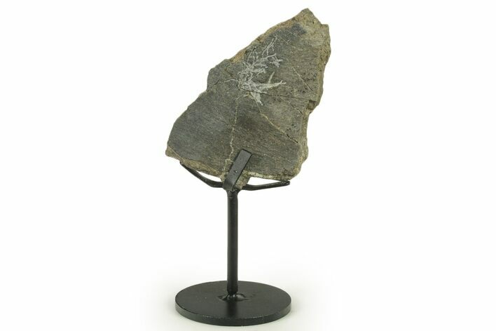 Fossil Sauropod Rib Bone Section w/ Metal Stand - Colorado #383114
